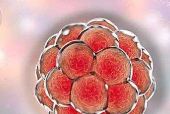 移植冷冻囊胚后的着床反应有哪些？移植全流程详解